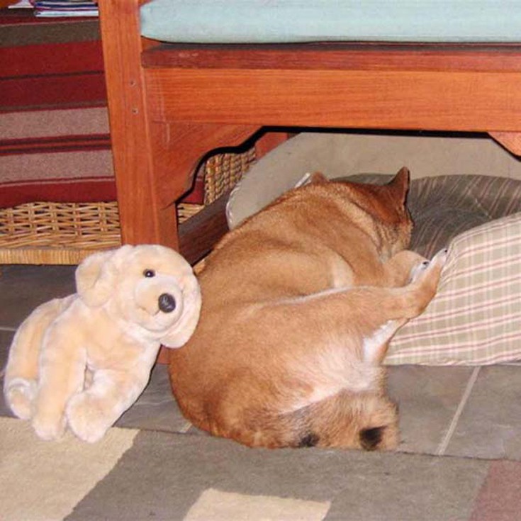 dogs8