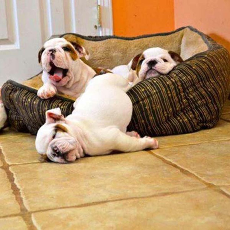 dogs9