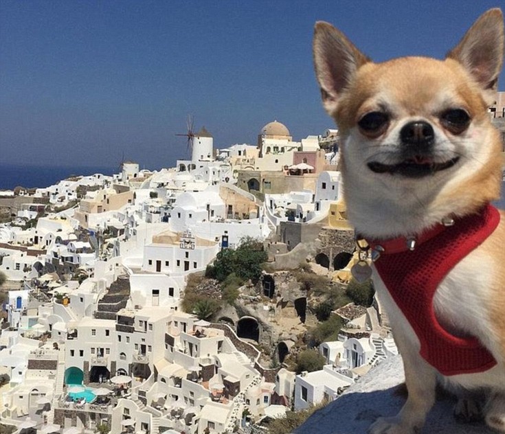 Ταξιδιάρικα τετράποδα του Instagram