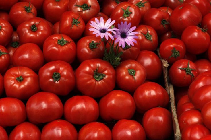 Ηλεκτρικό ρεύμα από… χαλασμένες ντομάτες