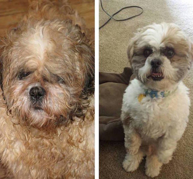 transformations_of_animals_after_they_were_adopted_640_01.jpg