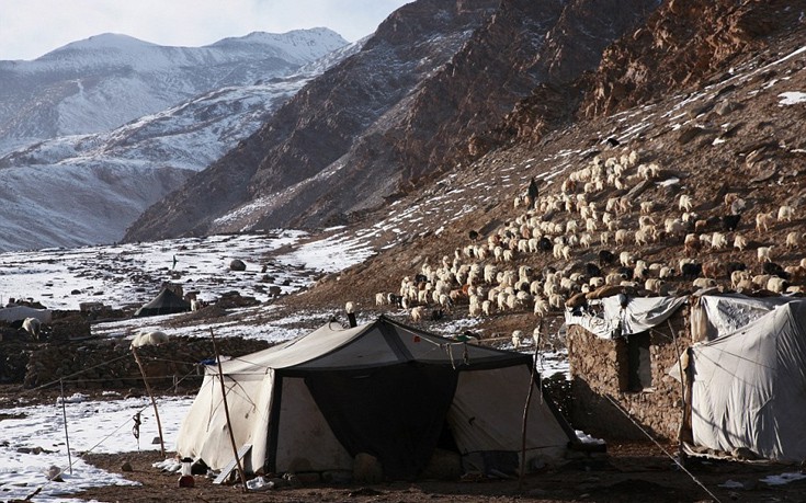 Himalayan2.jpg