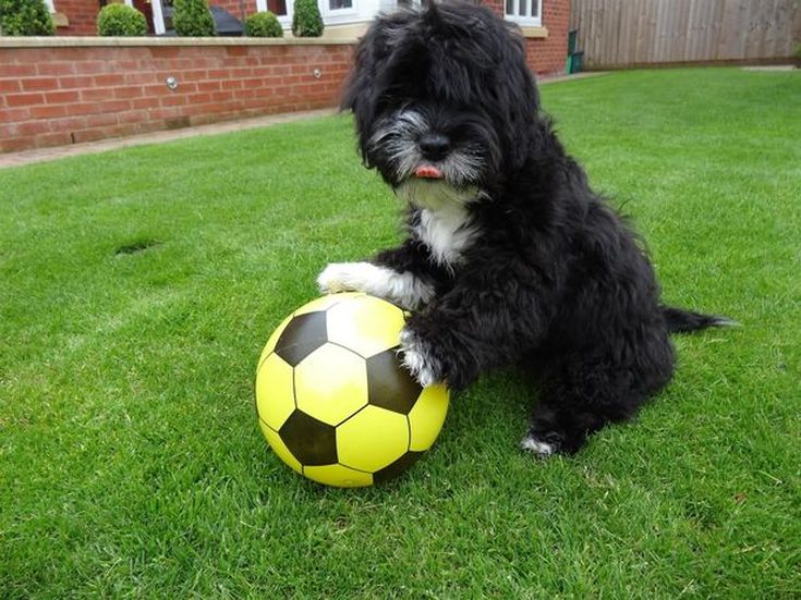 Ronaldog-3