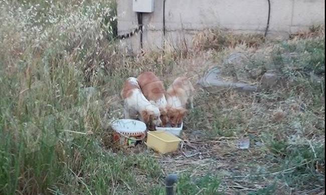 Αγωνία για κουτάβια στη Αραδίππου: Θέλουν να τα σκοτώσουν (photos)