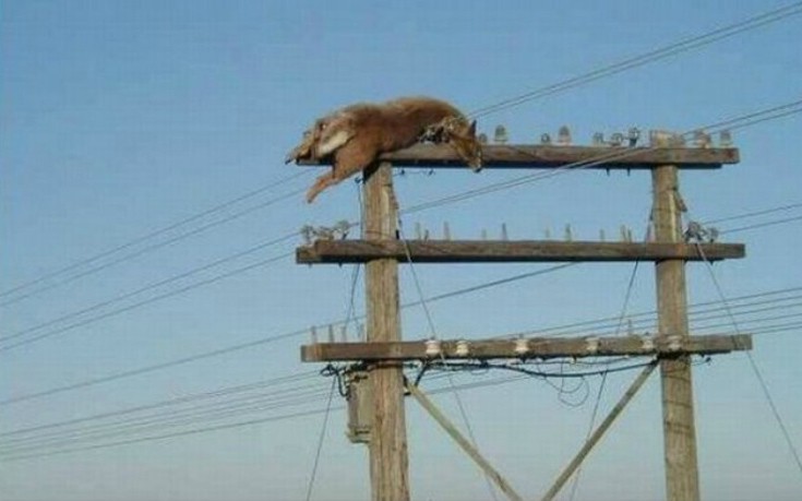Ζώα σε μπελάδες
