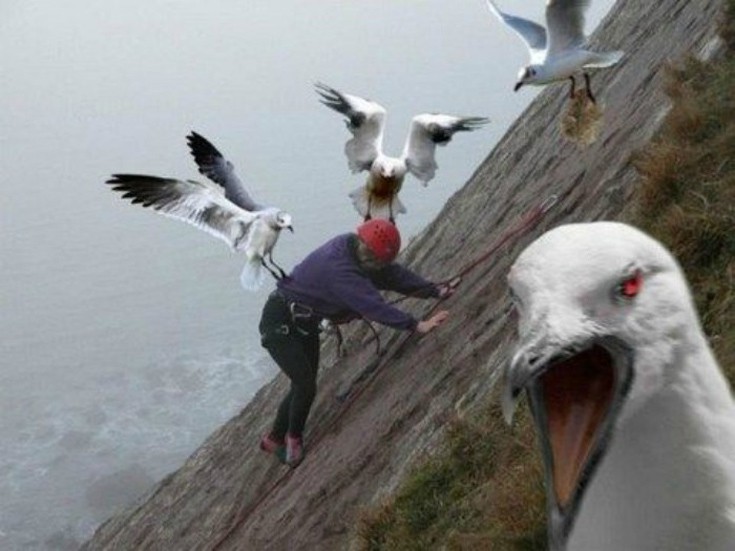 Πουλιά εναντίον ανθρώπων