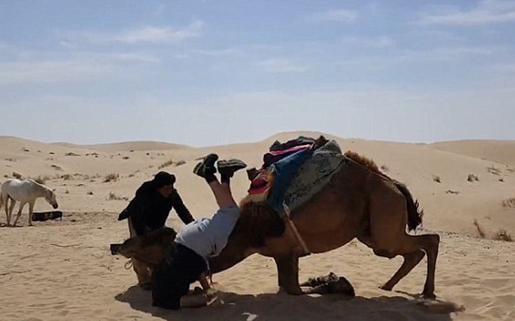 camel3