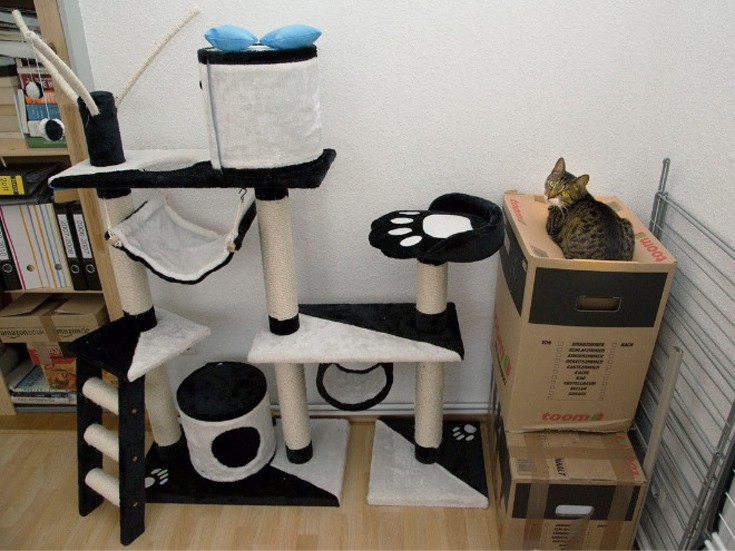 cat