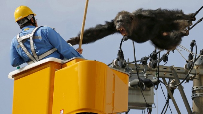 chimpanzee1-678×381.jpg