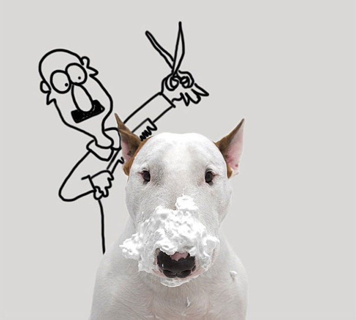 dog13