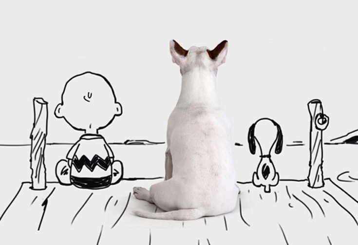 dog17
