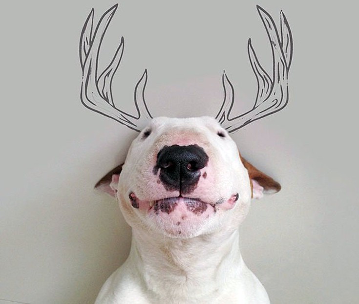 dog6