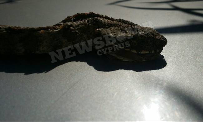 «Έζωσαν τα φίδια» το Αυγόρου: Δείτε τη φίνα γίγαντα (pics)!