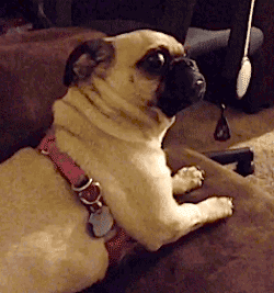 giphy a5447