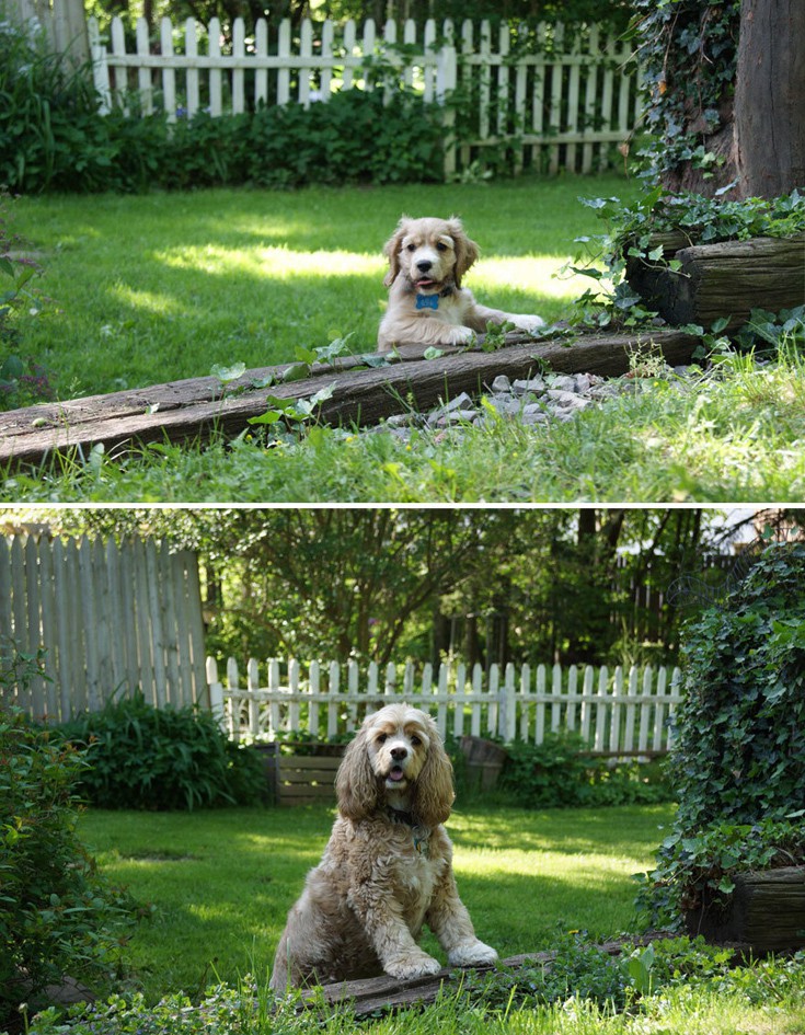 Φωτογραφίες από τα πριν και μετά των σκύλων
