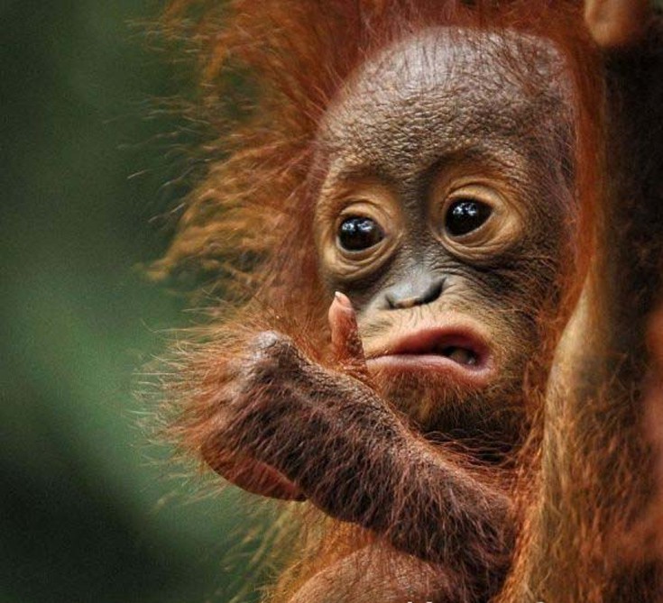 animals11.jpg