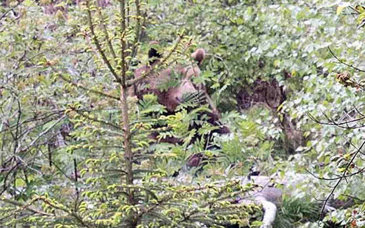 bear3