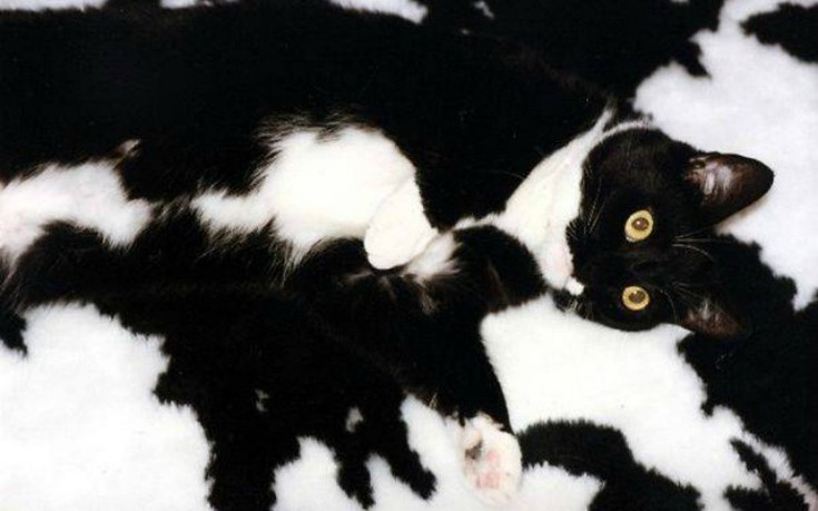 catmouflage01