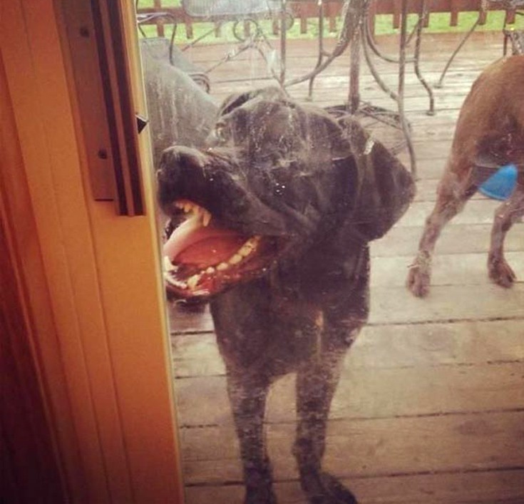 doge1.jpg