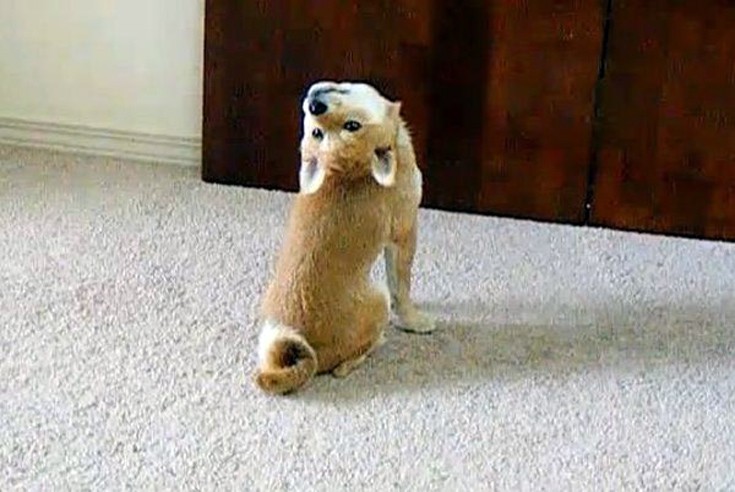doge5