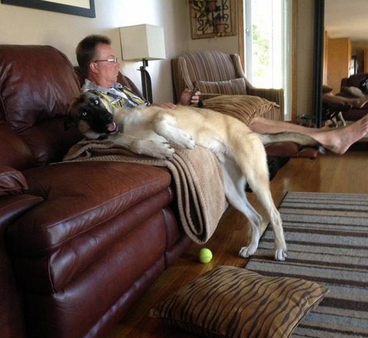 doge8