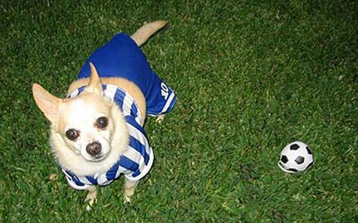 dogsball004