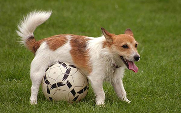 dogsball005