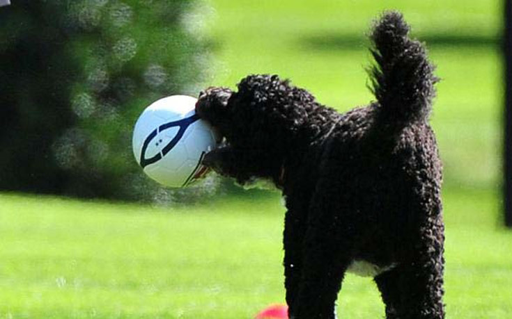 dogsball1