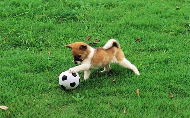 dogsball10