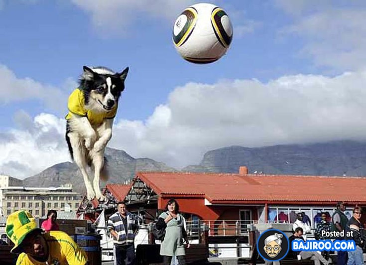 dogsball11