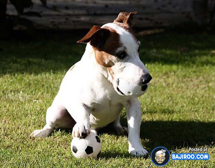 dogsball12