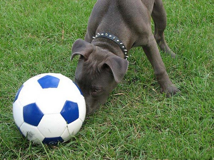 dogsball3