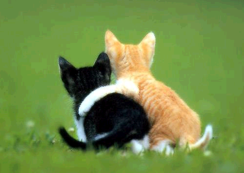 friendship cat