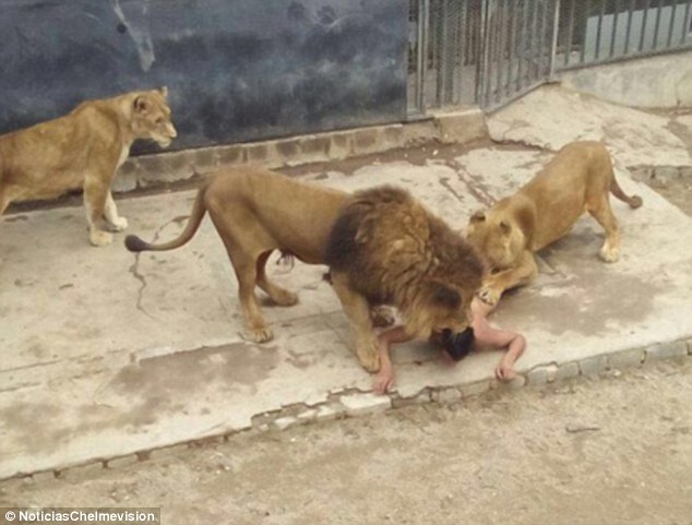 liontari zoo 2