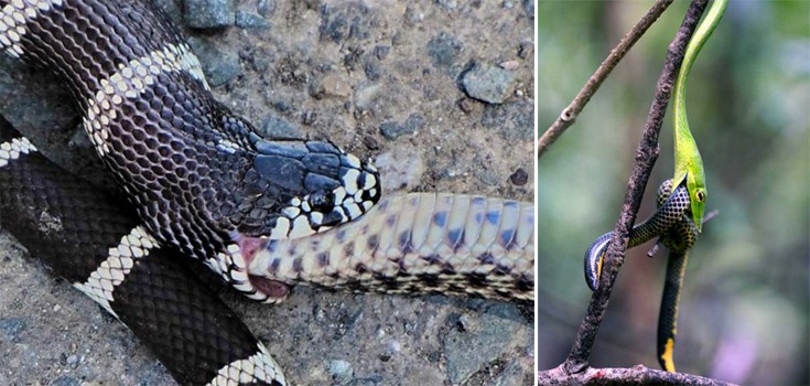 snakes6
