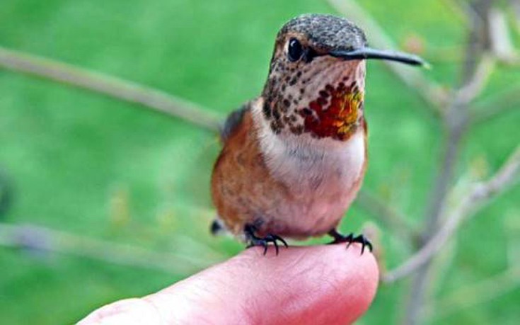 tinyanimals10