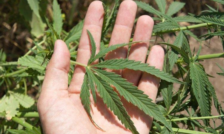 Έπινε «τσάι κανναουρκού» γιατί είχε πρόβλημα στα έντερα: Στη φυλακή για 5 μήνες ο Φώτης Αντρέου!