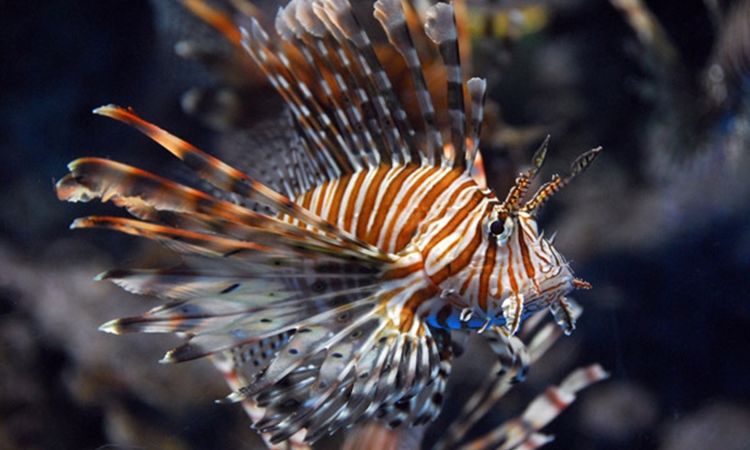Προσοχή! Εμφανίστηκε το δηλητηριώδες λιονταρόψαρο στις κυπριακές θάλασσες (pics-video)