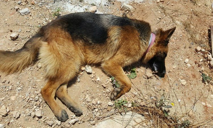 Δηλητηρίασαν σκύλο στην Λάρνακα – Η κραυγή αγανάκτησης της ιδιοκτήτριας!