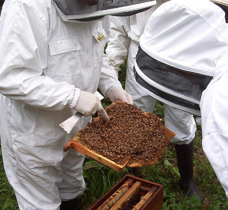 bees2.jpg