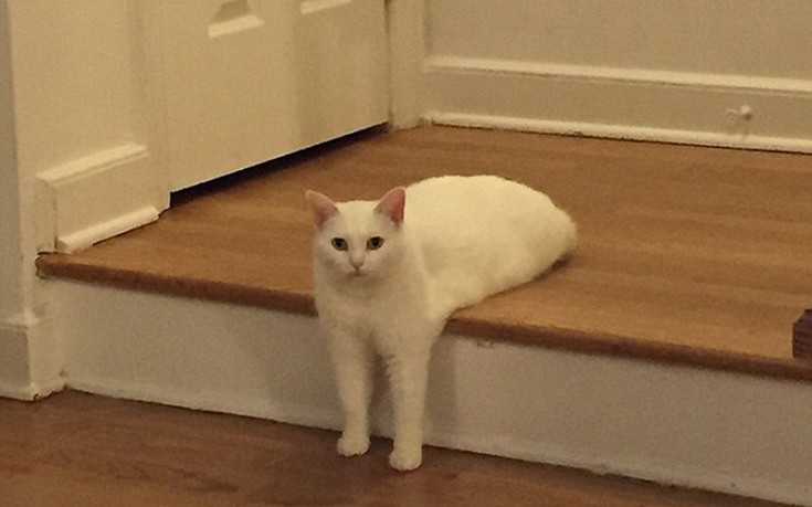 gata1.jpg