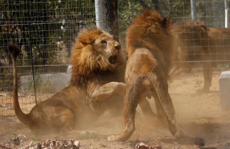 lions.jpg
