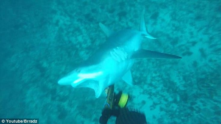 shark02-735×413.jpg