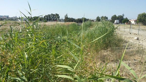 Όχι δεν είναι από τον Αμαζόνιο της Βραζιλίας, αλλά από το έλος της Βεργίνας…