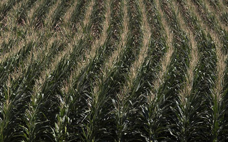 gmo.jpg