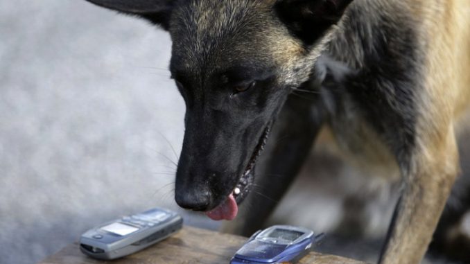 woof-678×381.jpg