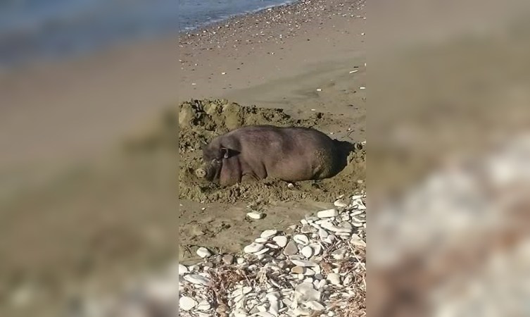 Ήταν ένα αγριογούρουνο… που πήγε για «μπάνιο» σε παραλία της Λάρνακας! (pic)