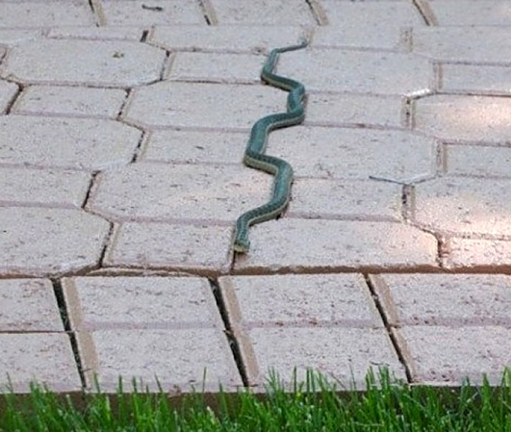ocd6