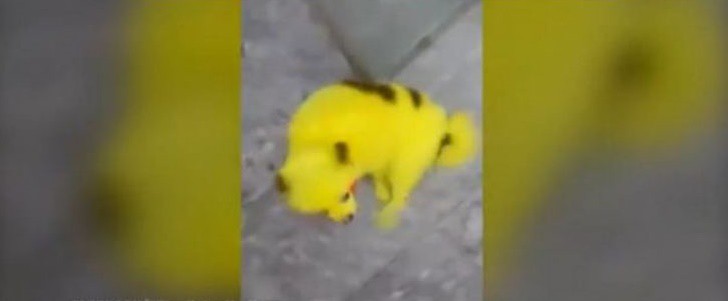 pokemon1.jpg