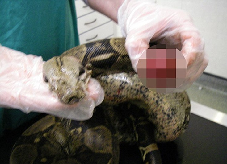 poorsnake3